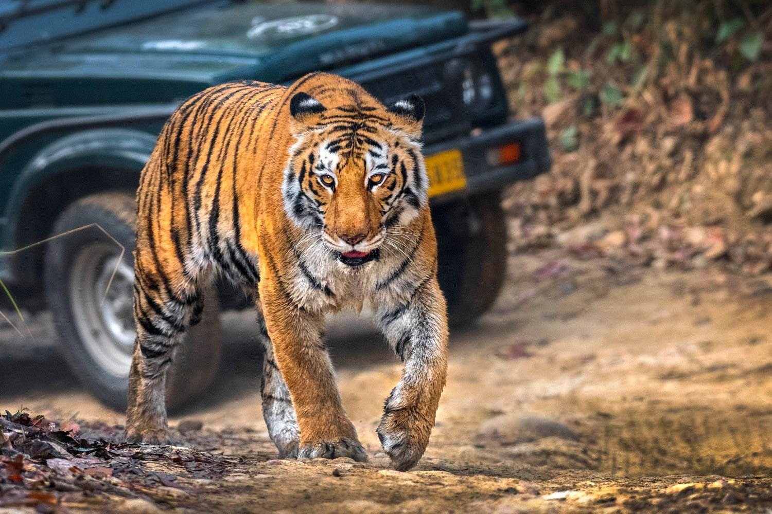 best riverside resort in jim corbett