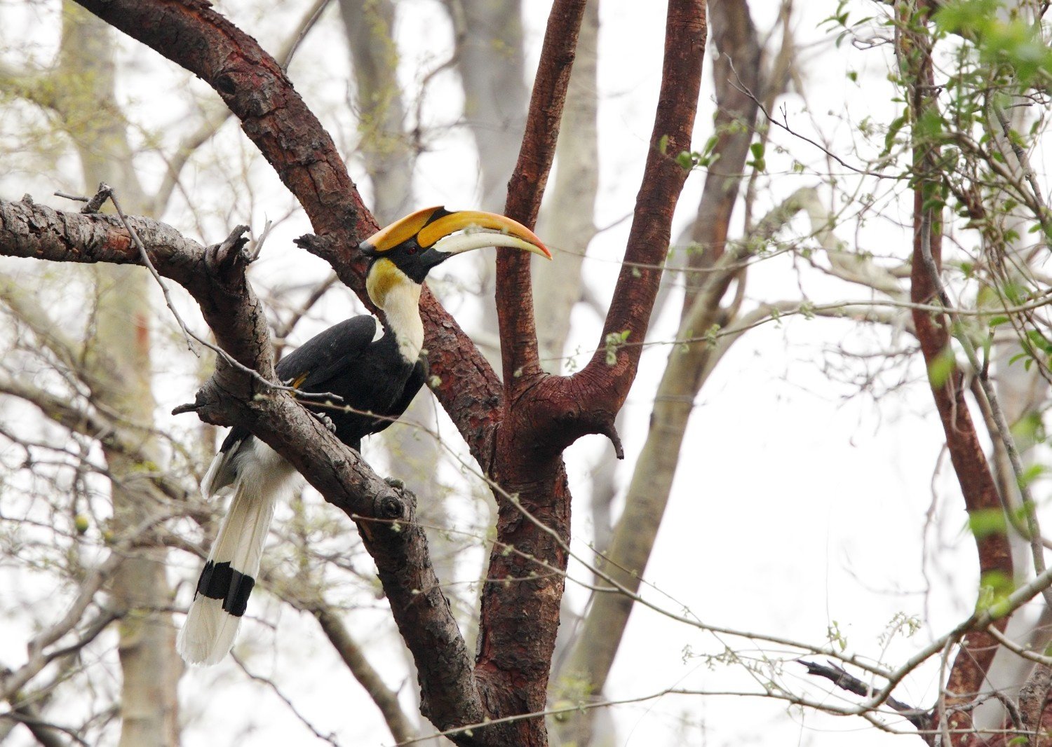 best riverside resort in jim corbett